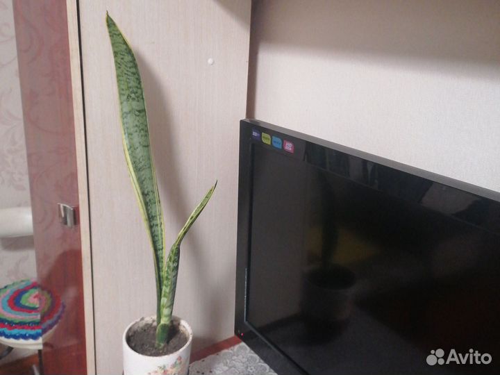 Сансивиерия сортовая