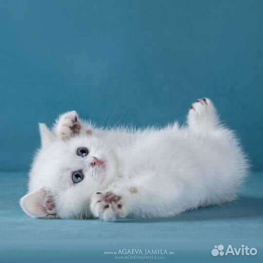 Девочка британской серебристой шиншиллы