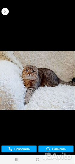 Шотландские котята