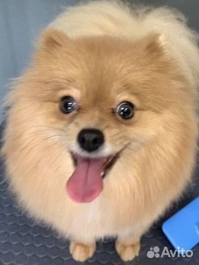 Грумер. Стрижка собак и кошек