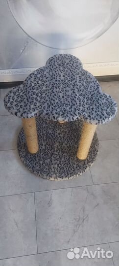 Когтеточка