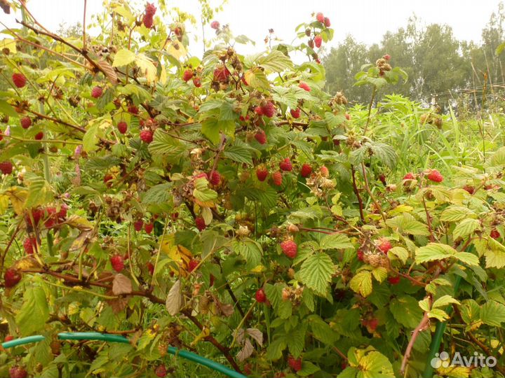 Продаются Саженцы Малины
