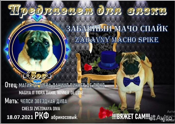 Мопс-абрикос для вязок
