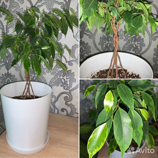 Комнатные растения