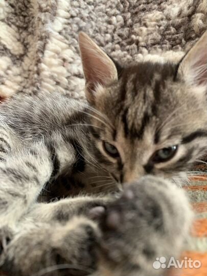 Кот в добрые руки