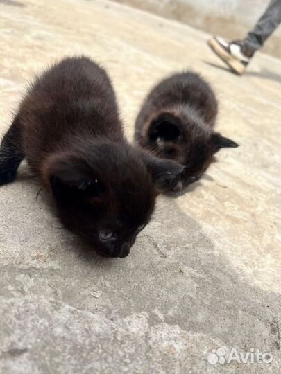 Чёрные котята