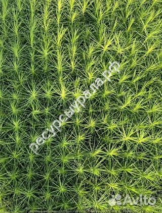 Сеянцы сосны и ели обыкновенной зкс окс хвойные