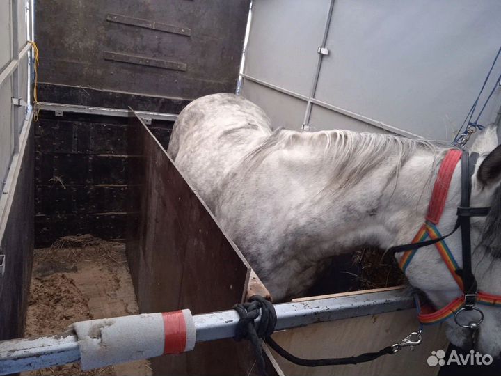 Прицеп коневоз (скотовоз)