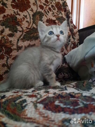 Кошка в дар