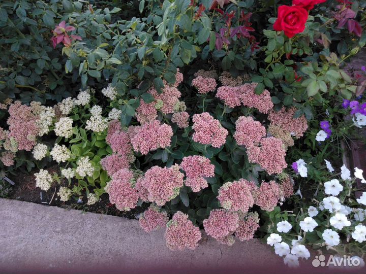 Седум бриллиант