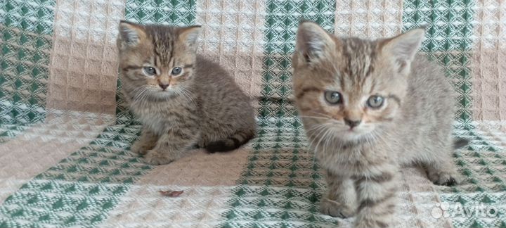Отдам котят (девочки) в добрые руки