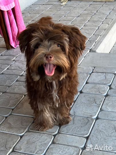 Мальтипу шоколадный