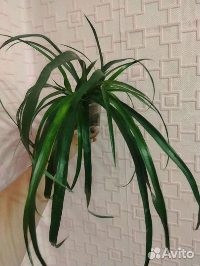 Монстера, сигнониумы, аглаонема