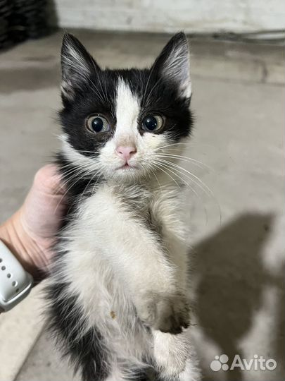 Котята в добрые руки даром