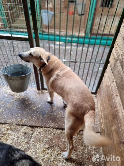 Это Лис- красивый, добродушный и спокойный парень