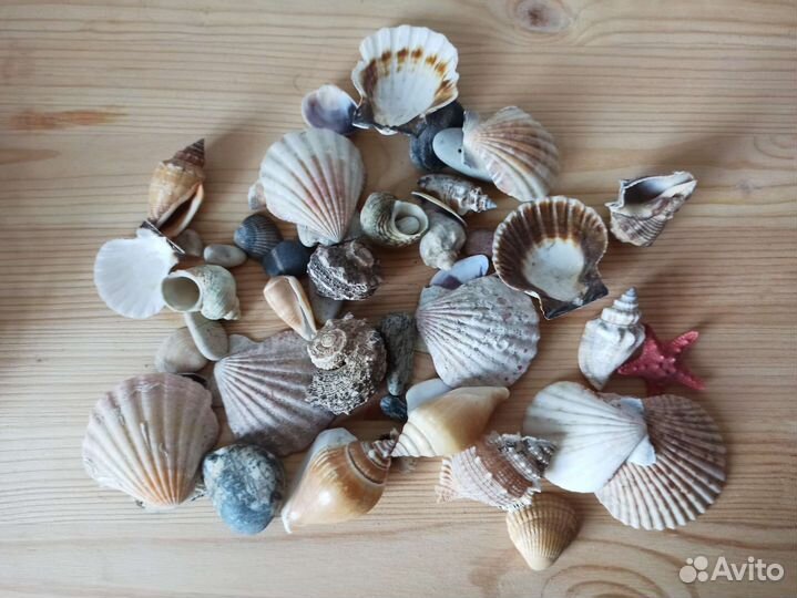 Набор морских ракушек