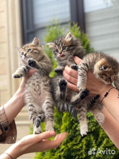 Котятя шиншила