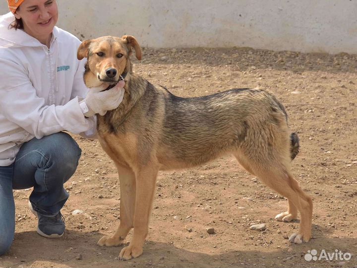 Собаки бесплатно в добрые руки щенки
