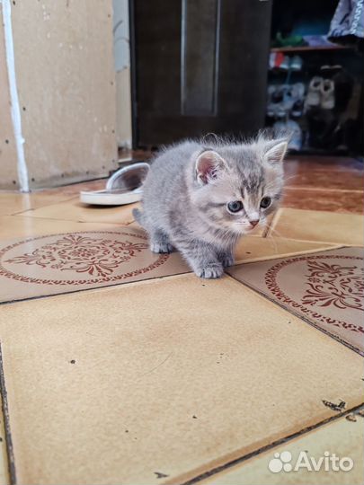 Британские вислоухие/прямоухие