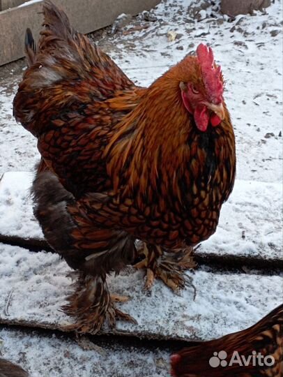 Кохинхин золотоокаймленный