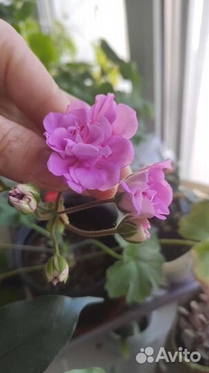 Пеларгония герань Ю-Сиреневый Туман Зонартик