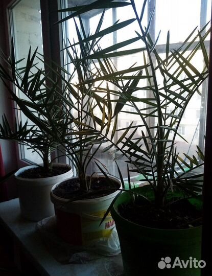 Пальма финиковая