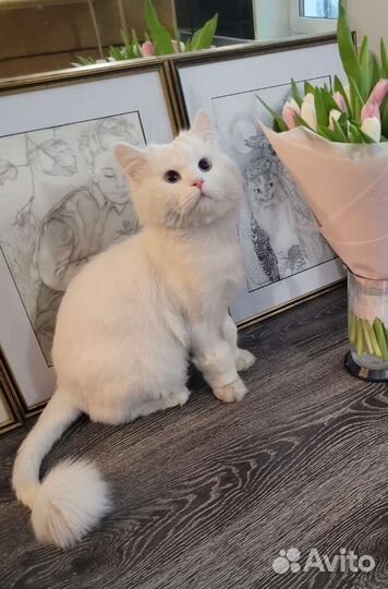 Сибирский белый