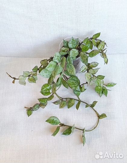 Хойя 2 (мелколистные)