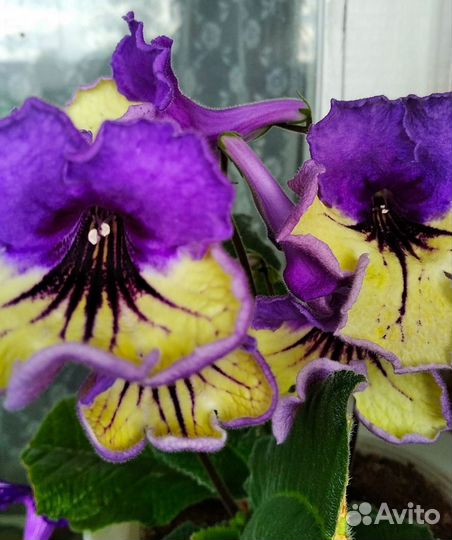 Стрептокарпусы