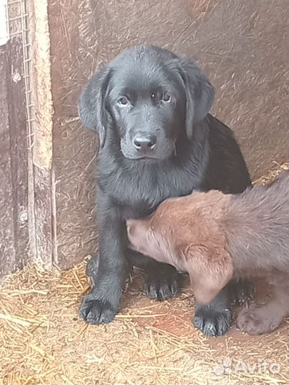 Щенки лабрадора из питомника