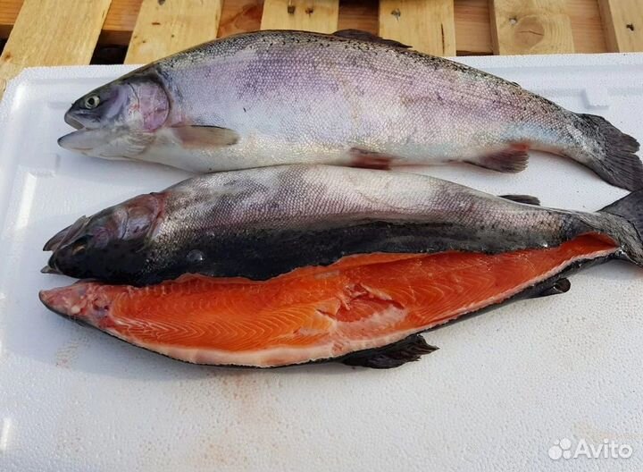 Форель рыба свежая красная