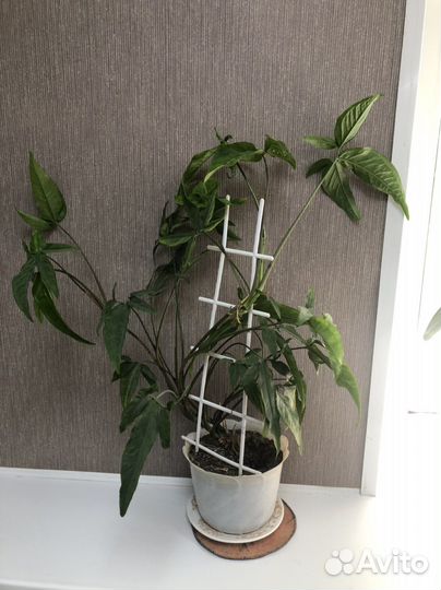 Комнатные цветы шефлера