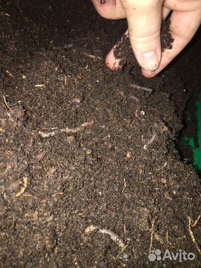 Биогумус с вермифермы