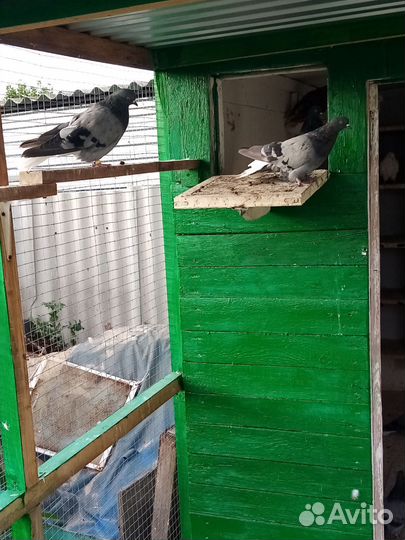 Продажа голубей