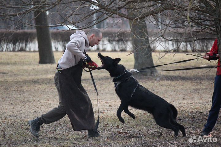 Дрессировка собак (послушание, защита)
