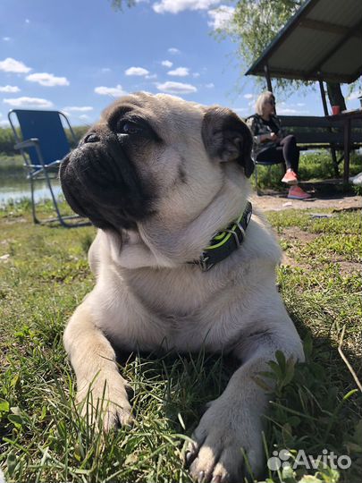 Мопс вязка (мальчик)