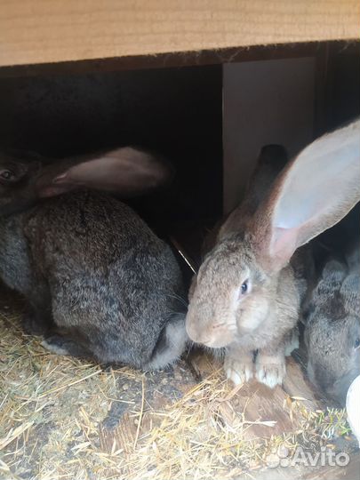 Кролики мясных пород великаны