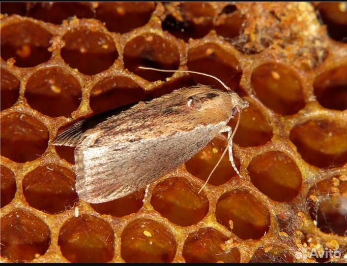 Восковая моль Огневка. пжвм