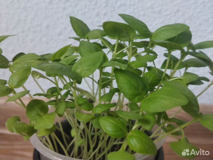 Базилик рассада