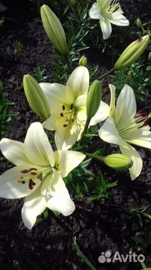 Лилии луковицы