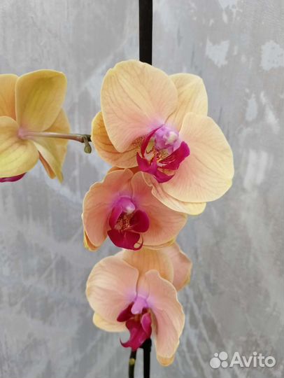 Орхидеи фаленопсисы отцветашки