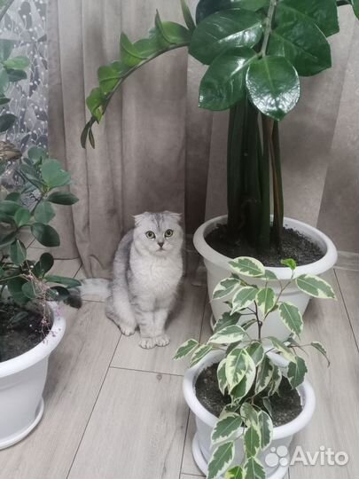 Отдам кошку