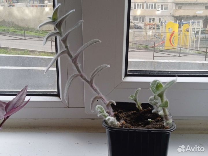 Традесканция