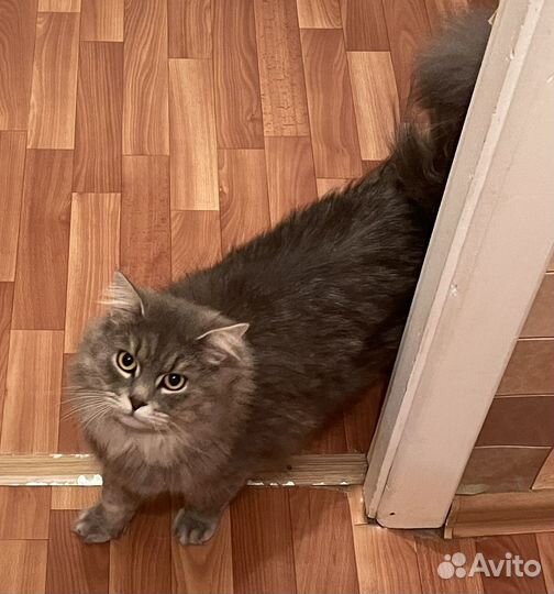 Отдается котик в добрые руки