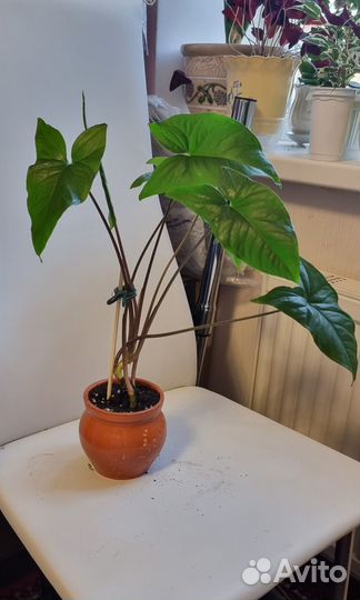 Комнатные цветы разные