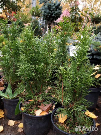 Туя смарагд