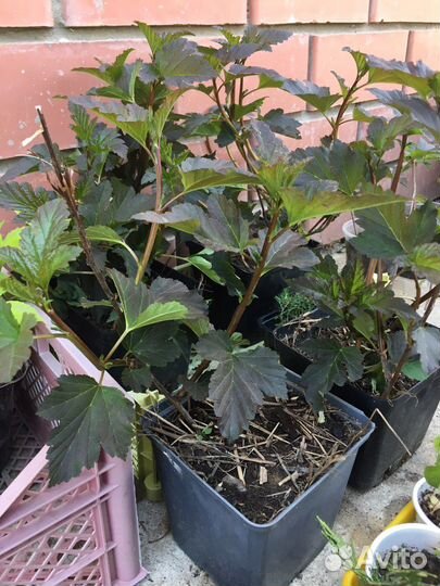 Пузыреплодник Диабло декоративный кустарник