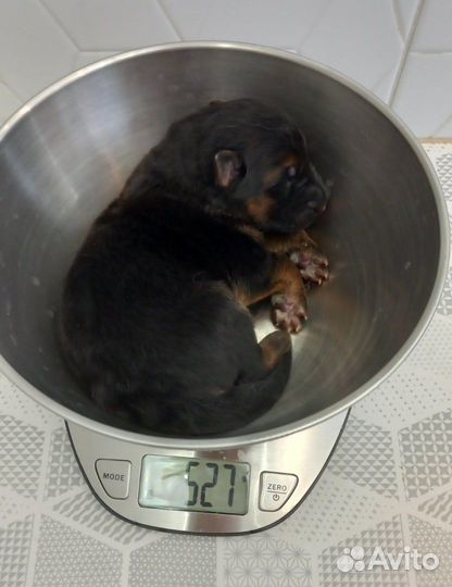 Щенки немецкой овчарки. Питомник