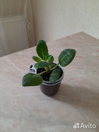 Глоксинии сортовые,редкие сорта