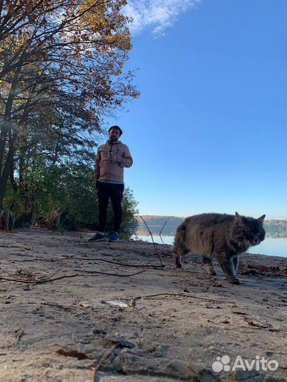 Кошечка ищет дом